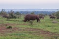 A rhinoceros in front of a herd of blue wildebeest