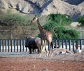 Rhinoceros and giraffe walking