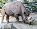 Rhinoceros grazing in an open field in south Africa Royalty Free Stock Photo