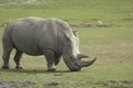 Rhinoceros Royalty Free Stock Photo