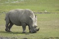 Rhinoceros Royalty Free Stock Photo