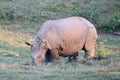 Rhinoceros in Manas National Park, Assam, India