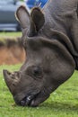 Rhinoceros Head close up at west midlands safari park zoo