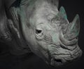 Rhinoceros head portrait black and white picture