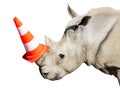 Rhinoceros head portrait wear road cap on the horn