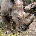 Rhinoceros head shot and profile Royalty Free Stock Photo