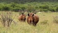 A rhinoceros and her calf among green long grass. Royalty Free Stock Photo