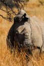 Rhinoceros without horn