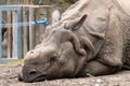 rhinoceros without a horn lying on the ground. Wild animal in zoo at summer sunny weather Royalty Free Stock Photo