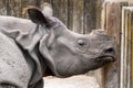 rhinoceros without a horn lying on the ground. Wild animal in zoo at summer sunny weather Royalty Free Stock Photo