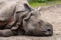 rhinoceros without a horn lying on the ground. Wild animal in zoo at summer sunny weather Royalty Free Stock Photo