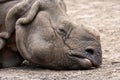 rhinoceros without a horn lying on the ground. Wild animal in zoo at summer sunny weather Royalty Free Stock Photo