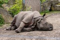 rhinoceros without a horn lying on the ground. Wild animal in zoo at summer sunny weather Royalty Free Stock Photo