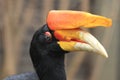 Rhinoceros hornbill Royalty Free Stock Photo