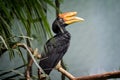 Rhinoceros Hornbill Bird Royalty Free Stock Photo