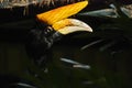 The rhinoceros hornbill, Buceros rhinoceros