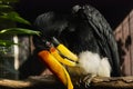 The rhinoceros hornbill, Buceros rhinoceros