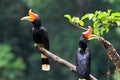 Rhinoceros Hornbill Royalty Free Stock Photo