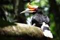 Rhinoceros Hornbill