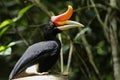 Rhinoceros Hornbill