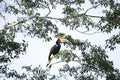 Rhinoceros Hornbill