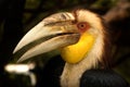 Rhinoceros hornbill