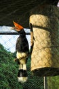 A rhinoceros hornbill or Indonesian hornbill in a captivity