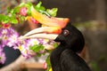 Rhinoceros Hornbill, one of the largest hornbills, Thailand.