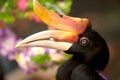 Rhinoceros Hornbill, one of the largest hornbills, Thailand.