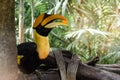 Rhinoceros hornbill is perching on the tree Royalty Free Stock Photo