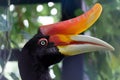 Rhinoceros hornbill is perching on the tree Royalty Free Stock Photo