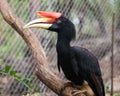 A rhinoceros hornbill.