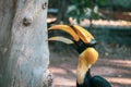 Rhinoceros Hornbill