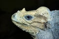 Rhinoceros Iguana Royalty Free Stock Photo