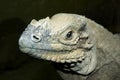 Rhinoceros Iguana Royalty Free Stock Photo