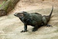 Rhinoceros Iguana Royalty Free Stock Photo