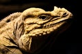 Rhinoceros Iguana Royalty Free Stock Photo