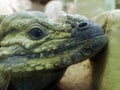 rhinoceros iguana close up portrait Royalty Free Stock Photo