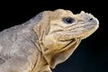 Rhinoceros Iguana / Cyclura cornuta Royalty Free Stock Photo