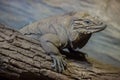 Rhinoceros iguana Cyclura cornuta Royalty Free Stock Photo