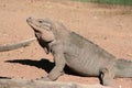 Rhinoceros iguana (Cyclura cornuta cornuta) Royalty Free Stock Photo