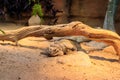 Rhinoceros iguana (Cyclura cornuta) is endangered species of iguana Royalty Free Stock Photo