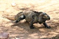 Rhinoceros Iguana,Cyclura Cornuta, Phoenix, Zoo, Phoenix, Arizona, United States Royalty Free Stock Photo