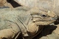 Rhinoceros Iguana Royalty Free Stock Photo