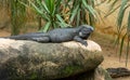 The Rhinoceros Iguana, Cyclura cornuta, resting on a rock. Royalty Free Stock Photo