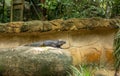 The Rhinoceros Iguana, Cyclura cornuta, resting on a rock. Royalty Free Stock Photo
