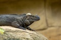 The Rhinoceros Iguana, Cyclura cornuta, resting on a rock. Royalty Free Stock Photo