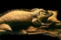 Rhinoceros Iguana  Cyclura cornuta on top of a wooden trunk Royalty Free Stock Photo