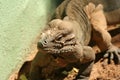 A Rhinoceros Iguana of Hispaniola