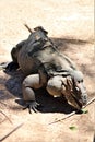 Rhinoceros Iguana